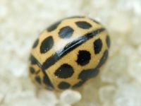 Tytthaspis sedecimpunctata