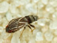 Tropidophlebia costalis