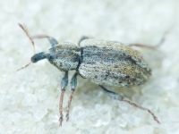 Hypera