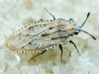 Tingis (Tingis) grisea