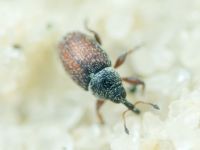Mecinus plantaginis