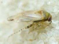 Campylomma verbasci