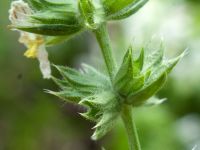 Stachys recta