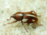 Tychius quinquepunctatus