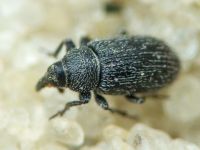 Gymnetron melanarium