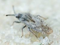 Tingis (Tingis) grisea