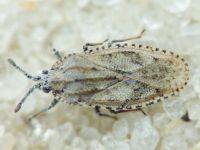 Tingis (Tingis) grisea