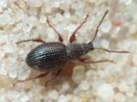 Curculionidae