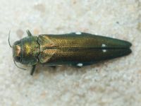 Agrilus biguttatus