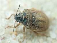 Podops (Podops) inunctus