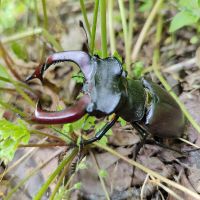 Lucanus cervus