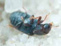 Orthocis lucasi