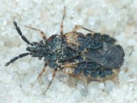 Aradus truncatus