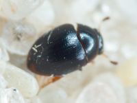 Megasternini