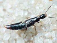 Staphylinidae