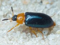 Tetratoma (Tetratoma) fungorum