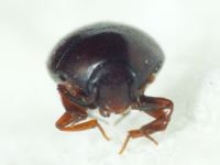 Abraeus