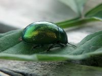 Chrysolina graminis