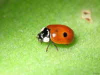 Adalia bipunctata