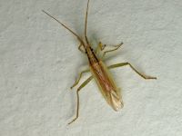 Notostira elongata