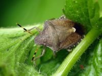 Peribalus strictus vernalis