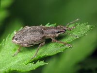 Tanymecus palliatus