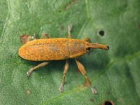 Lixus (Dilixellus) bardanae