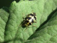Liocoris tripustulatus