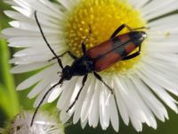 Stenurella bifasciata