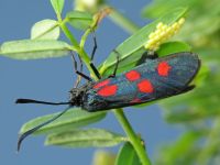 Zygaena lonicerae