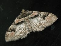Catarhoe rubidata