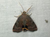 Noctua janthina