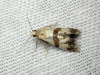 Phalonidia manniana