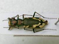 Cephalota schrenki