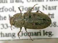 Tenebrionidae