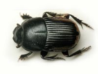 Oniticellus cinctus