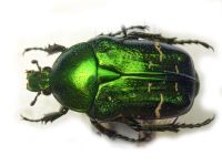 Cetonia aurata