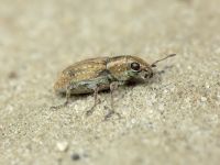 Sitona lepidus