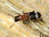 Thanasimus formicarius