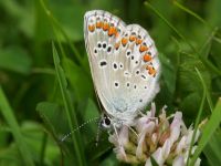 Aricia