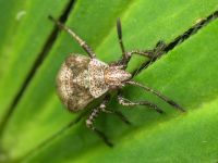 Rhopalidae