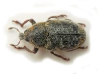Larinus minutus