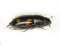 Glischrochilus (Librodor) quadrisignatus