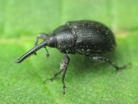 Rhinusa asellus