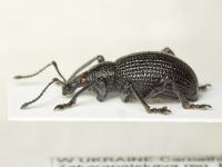 Otiorhynchus rugosus krattereri