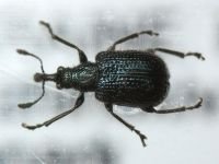 Neocoenorrhinus pauxillus