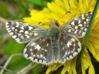Pyrgus malvae