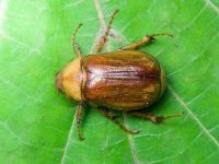 Rhizotrogus aestivus