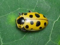 Hippodamia tredecimpunctata