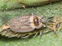 Dictyonota strichnocera